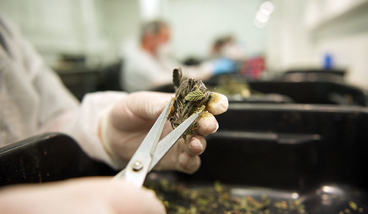 Cannabis trimming